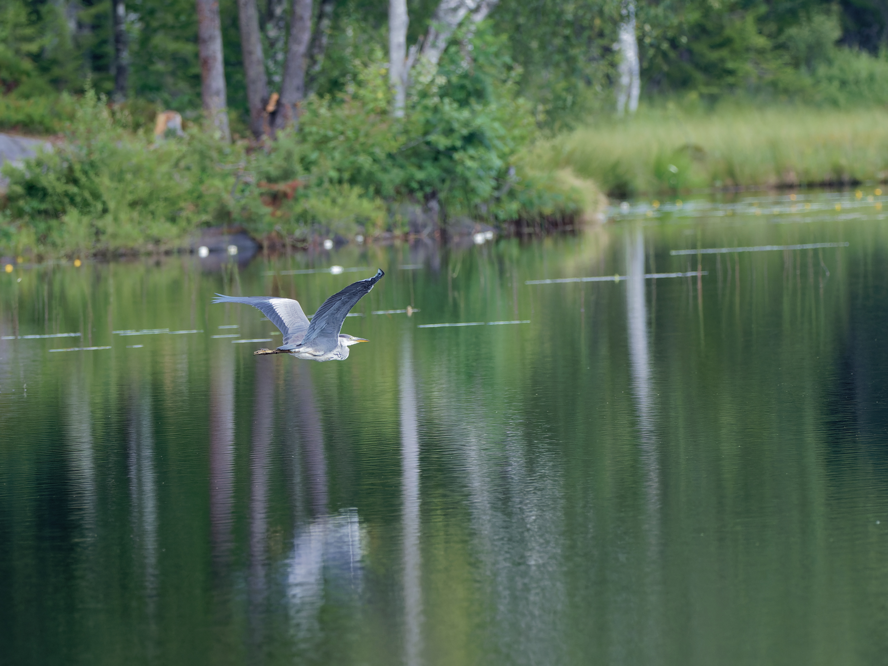 Grey heron in flight