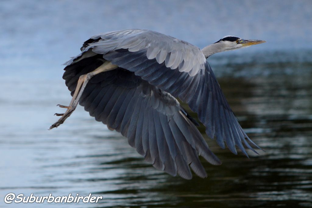 Grey heron on take off Norfolk