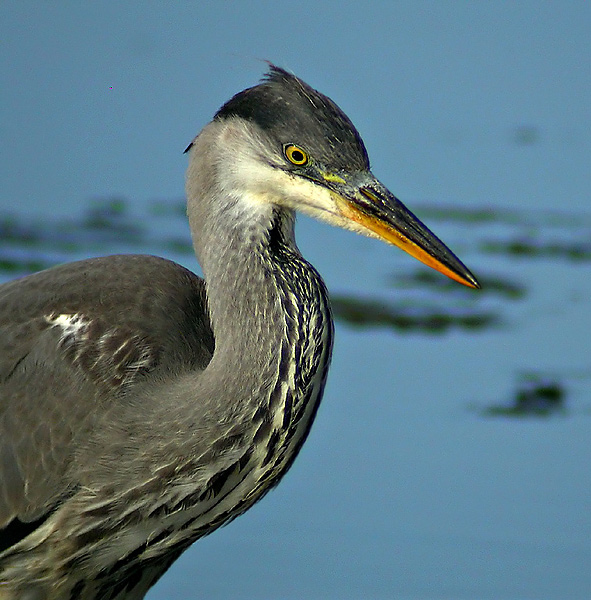 Grey Heron