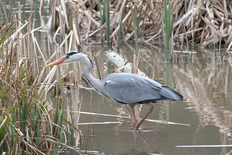 Grey Heron