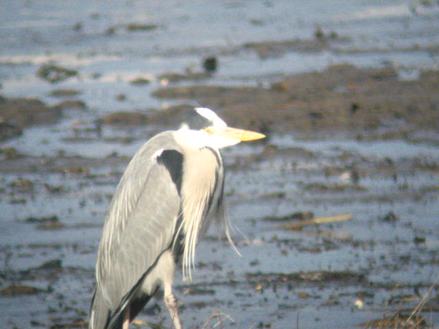 Grey Heron