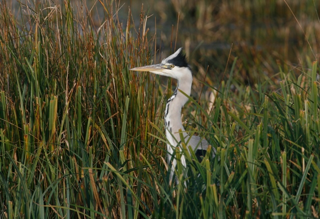 Grey Heron