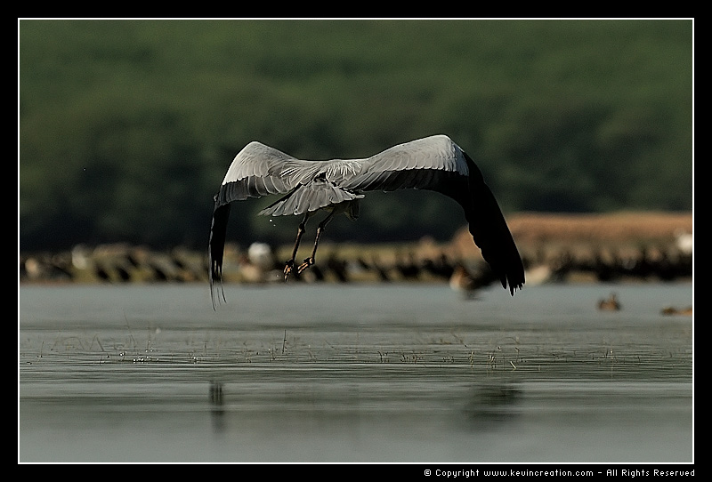 Grey Heron