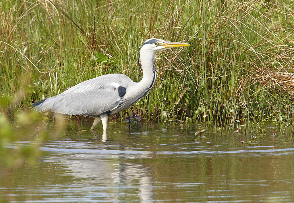 Grey Heron