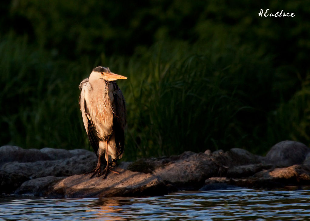 Grey Heron