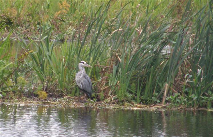 Grey Heron