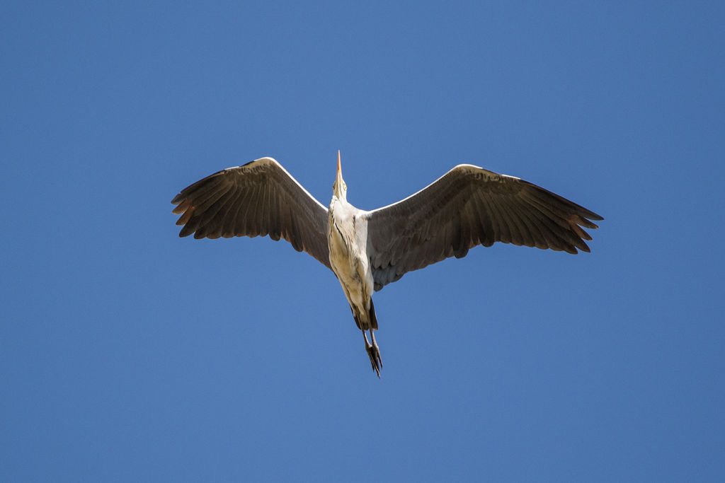 Grey Heron