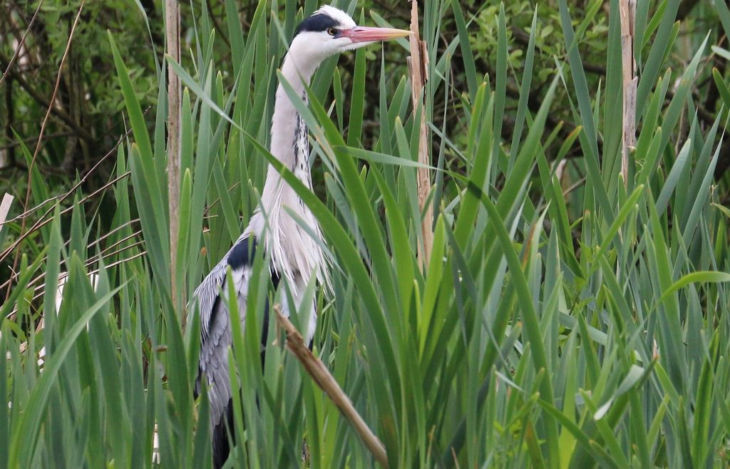 Grey Heron