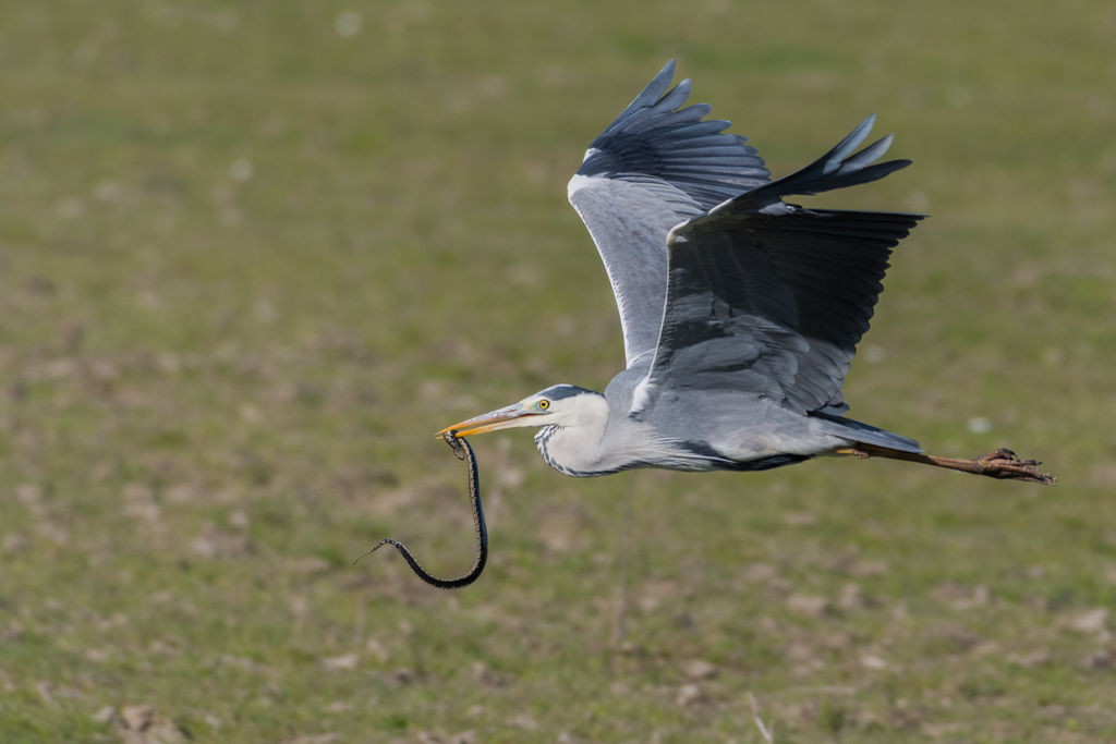 Grey Heron