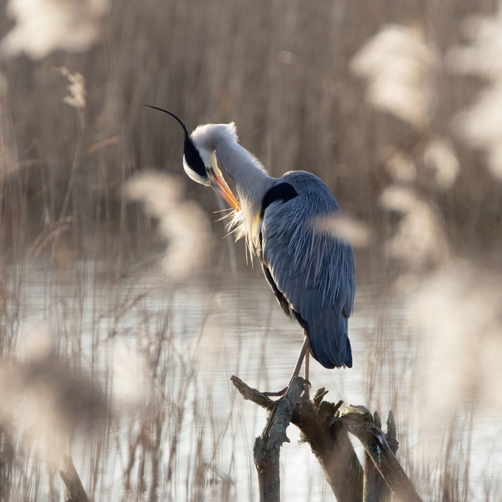 Grey Heron