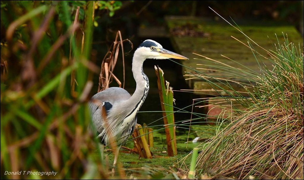 Grey Heron