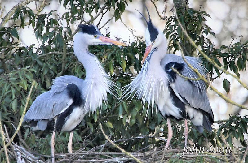 grey heron