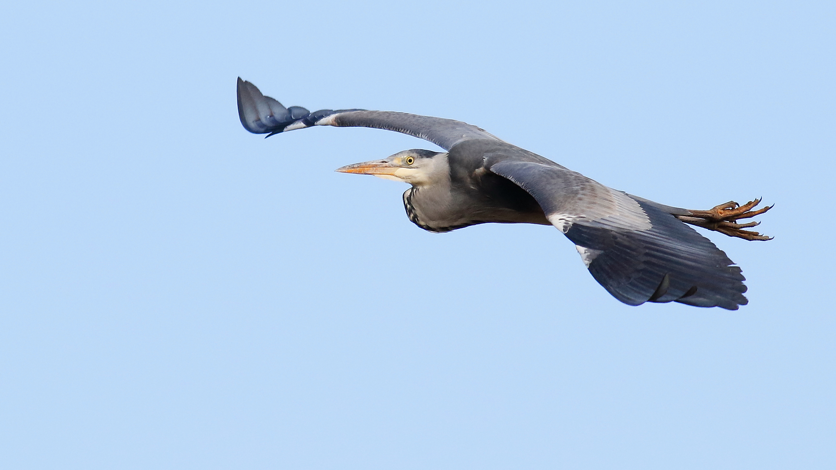 Grey Heron