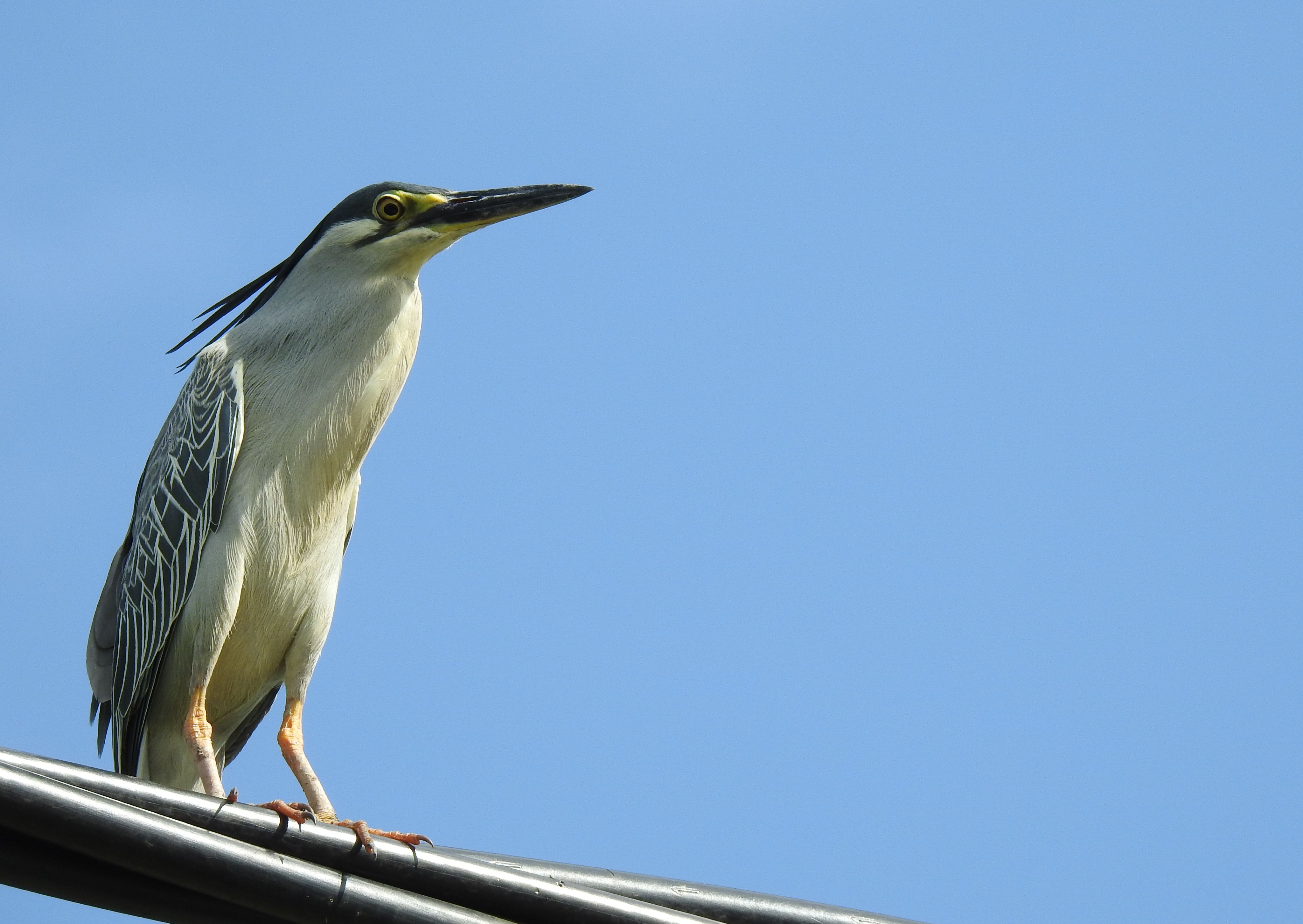 Grey Heron