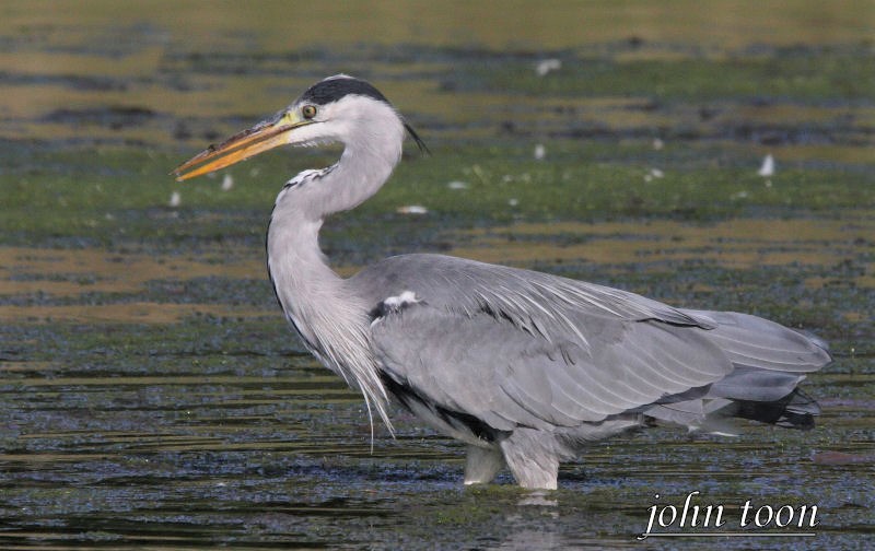 grey heron