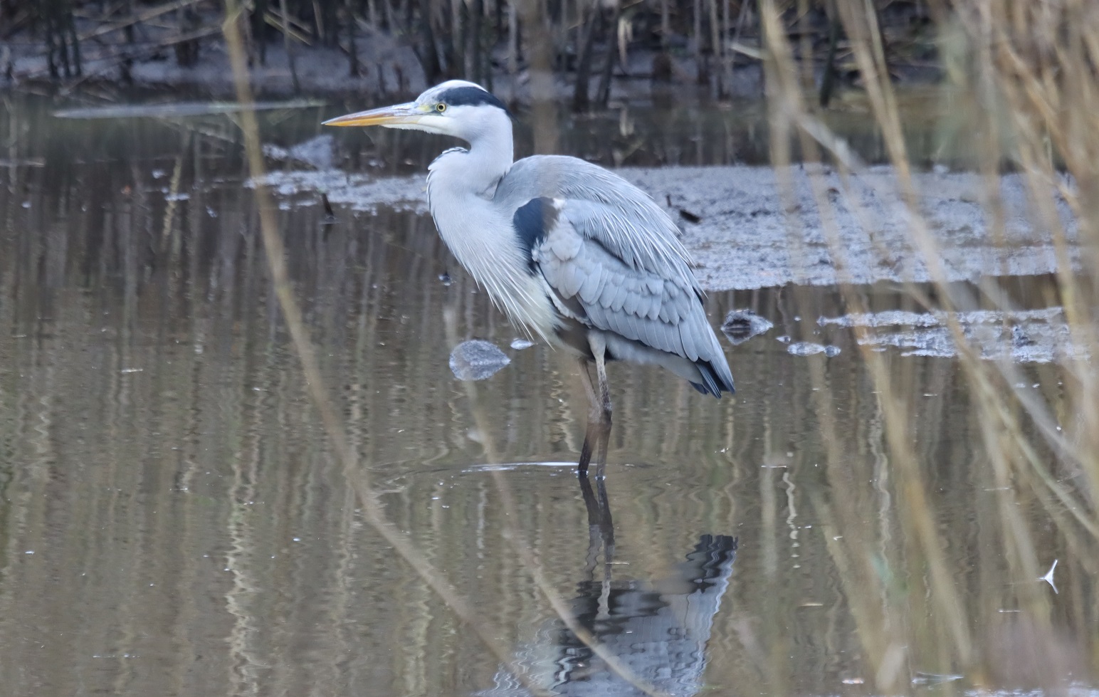 Grey Heron