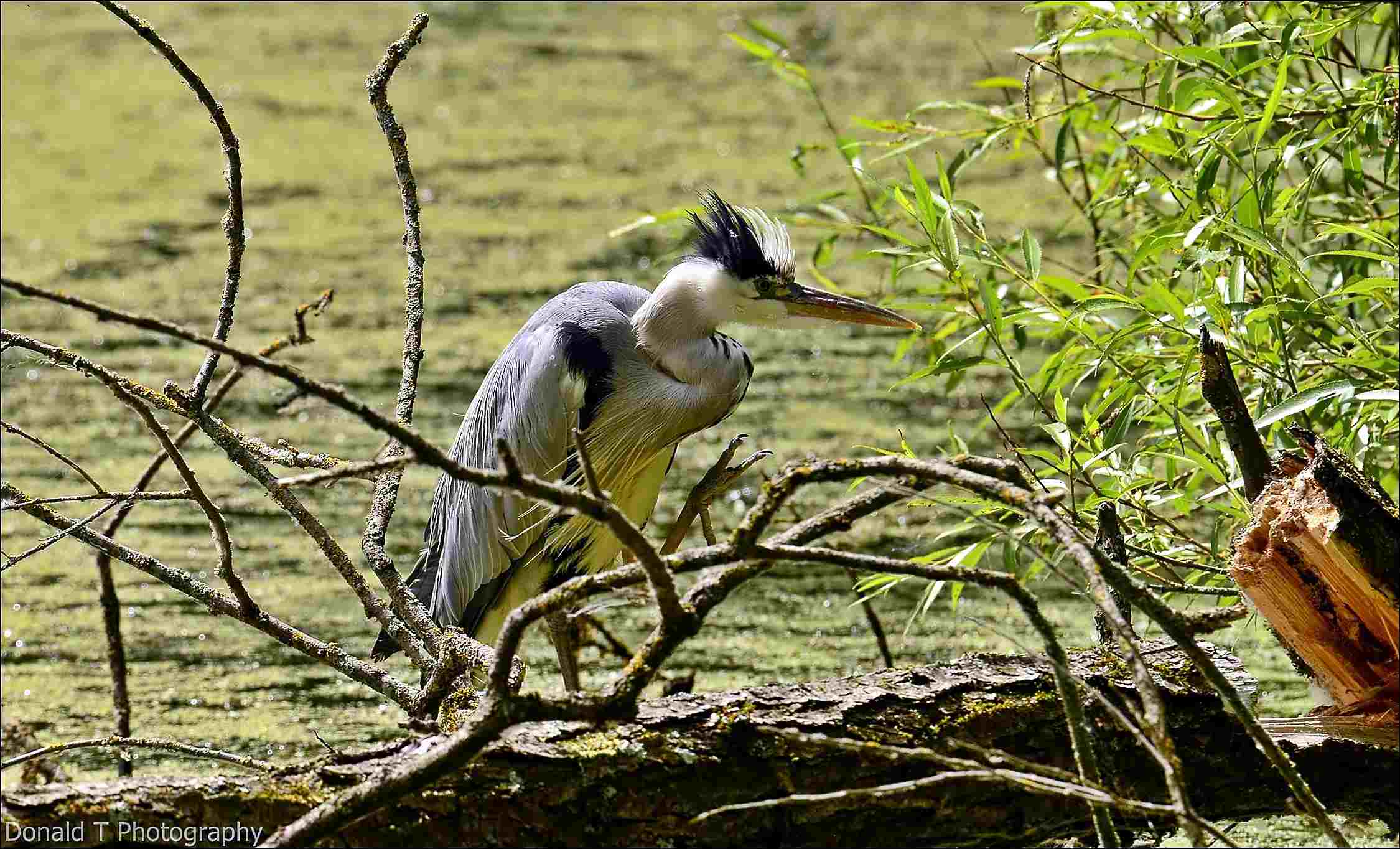 Grey Heron