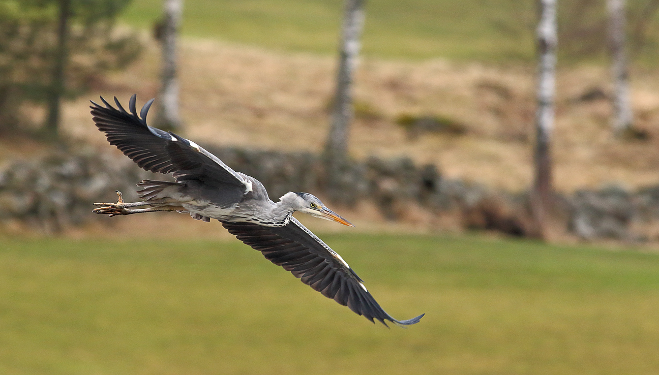 Grey heron