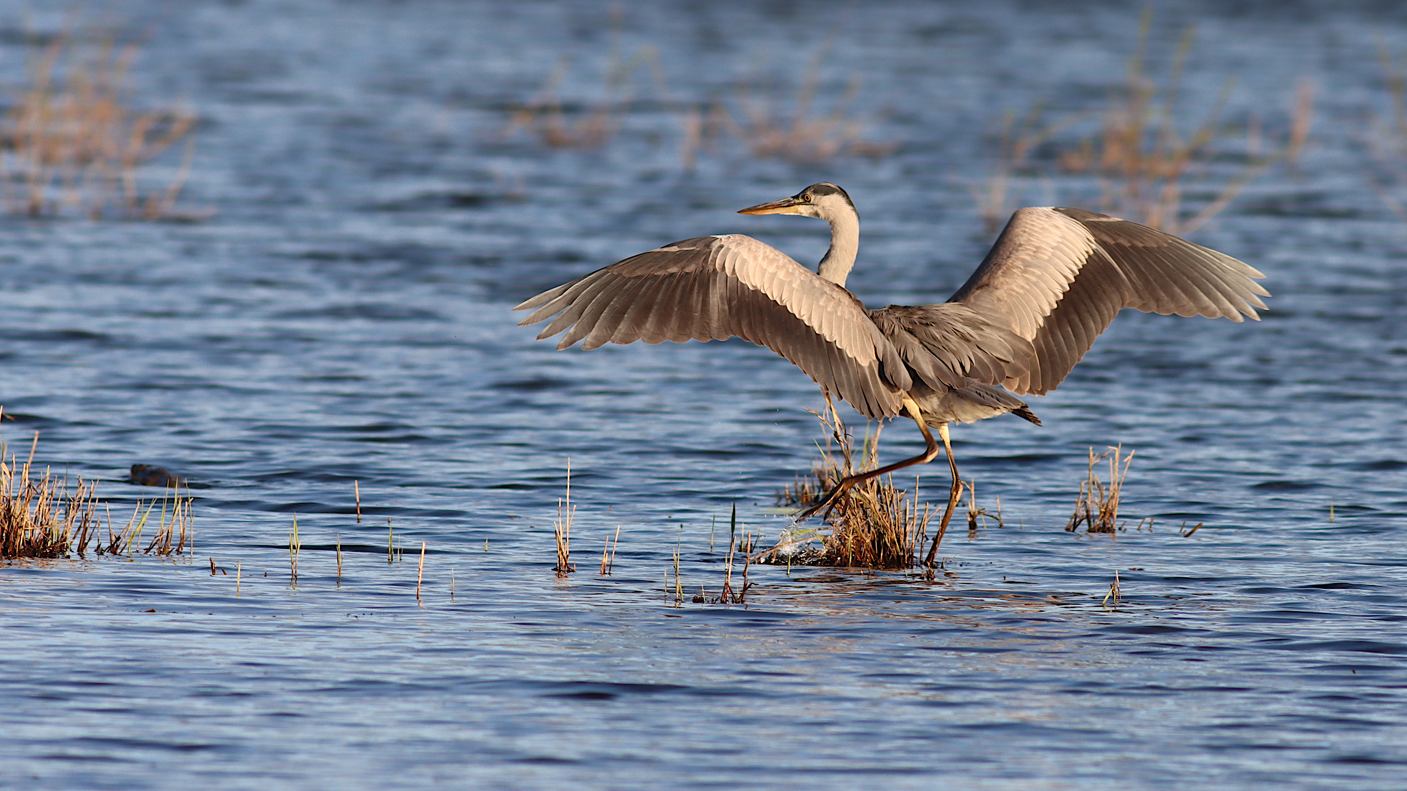 grey heron