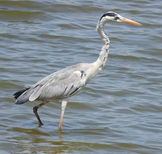 Grey Heron