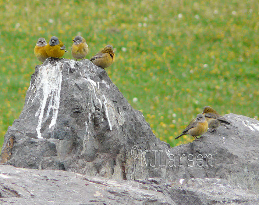 Grey-hooded Sierra-Finch