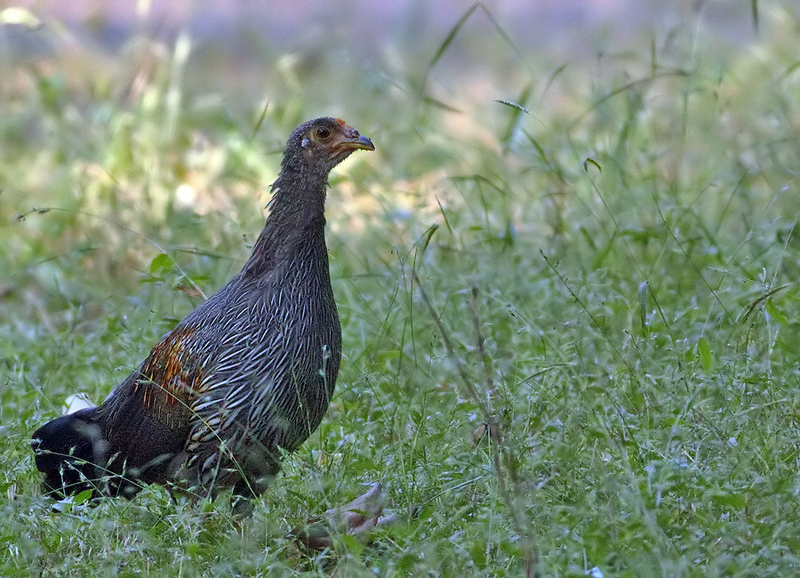 Grey jungle fowl