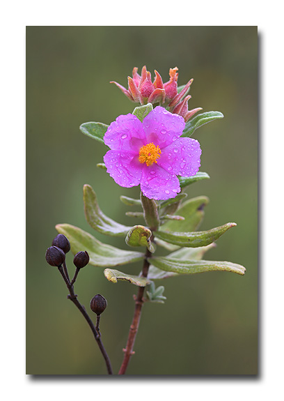 Grey-Leaved Cistus