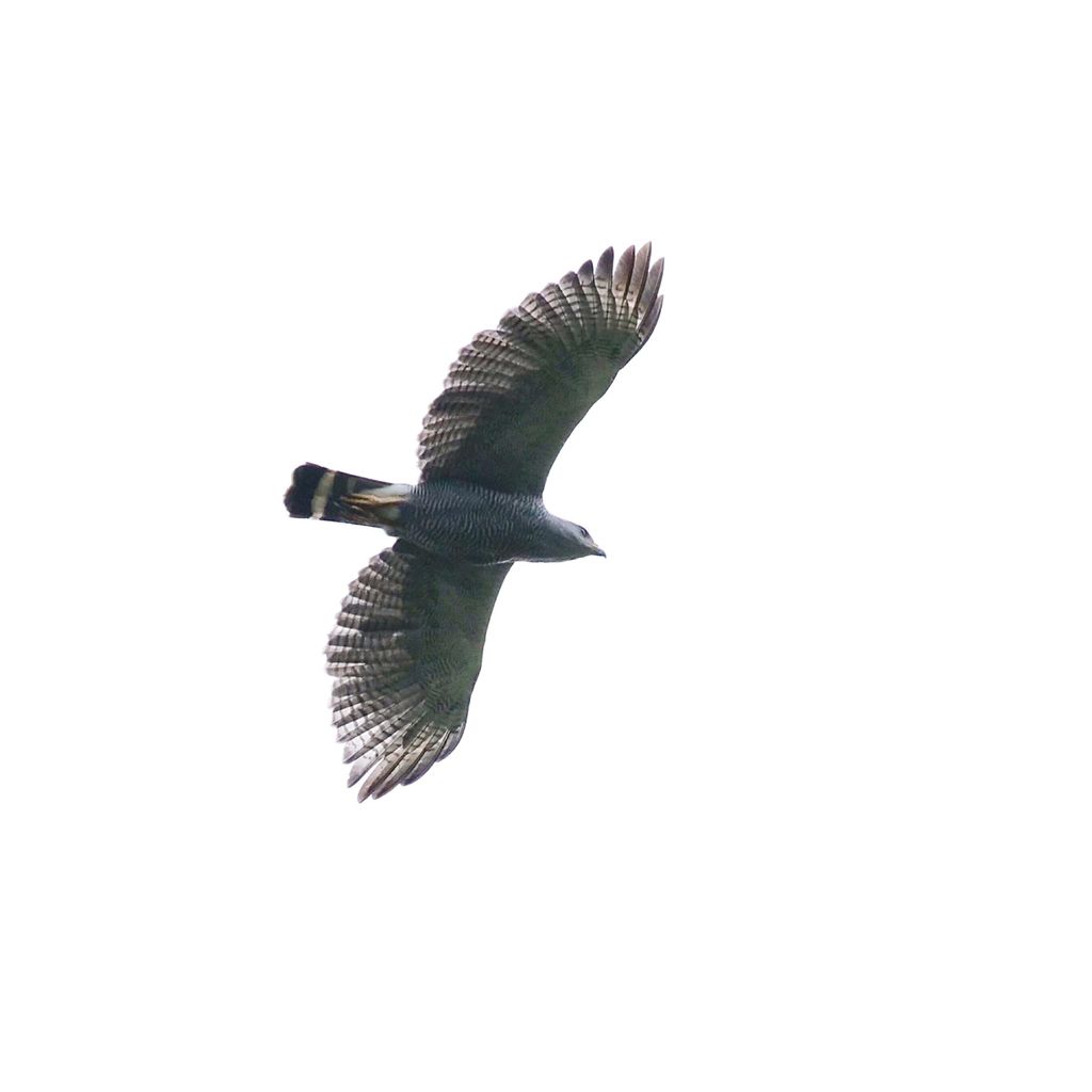 Grey-lined Hawk