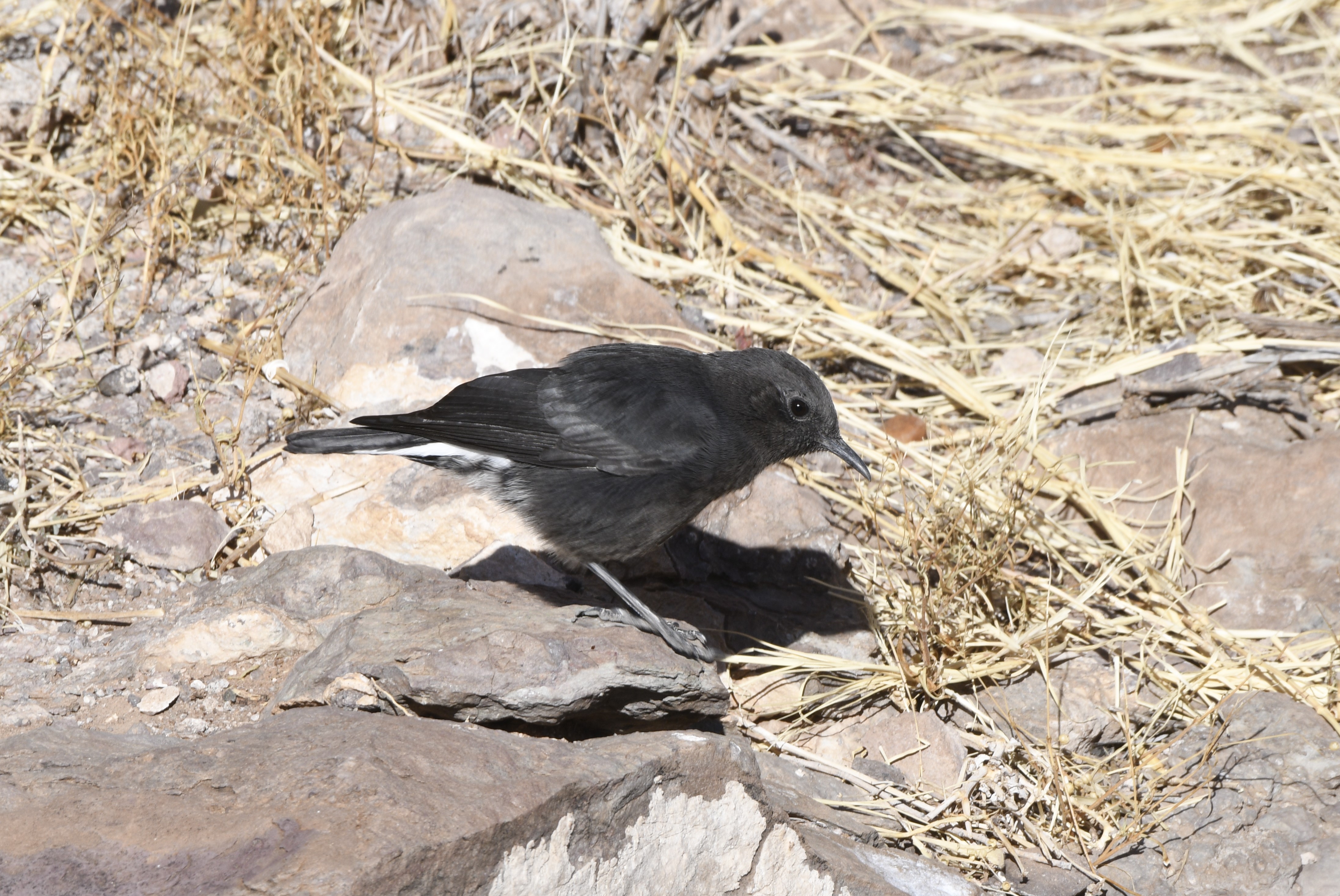 Grey Morph Mountain Wheatear