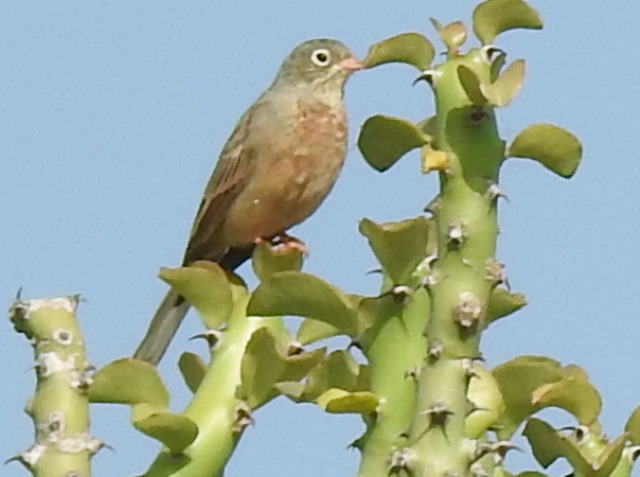 Grey-necked Bunting