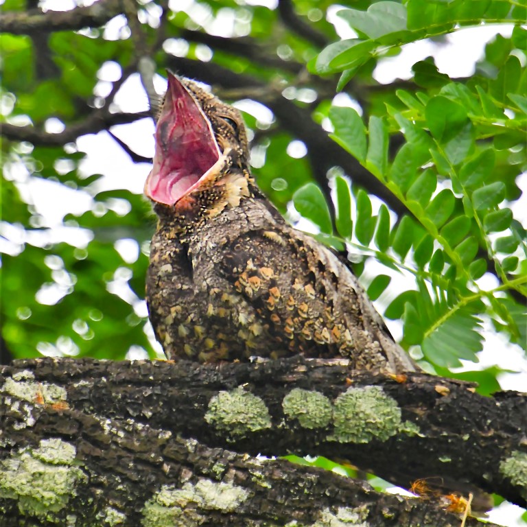 Grey Nightjar yawning