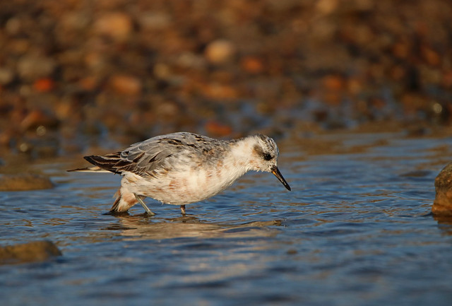 Grey Phalarope