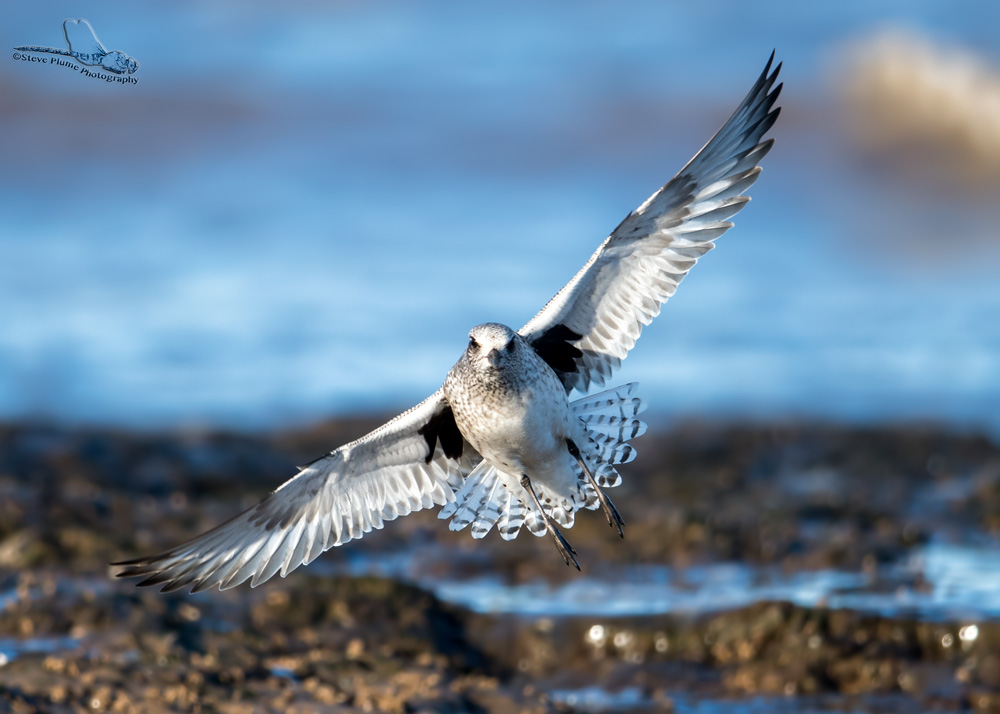 Grey Plover female