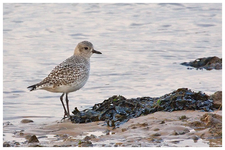 Grey Plover