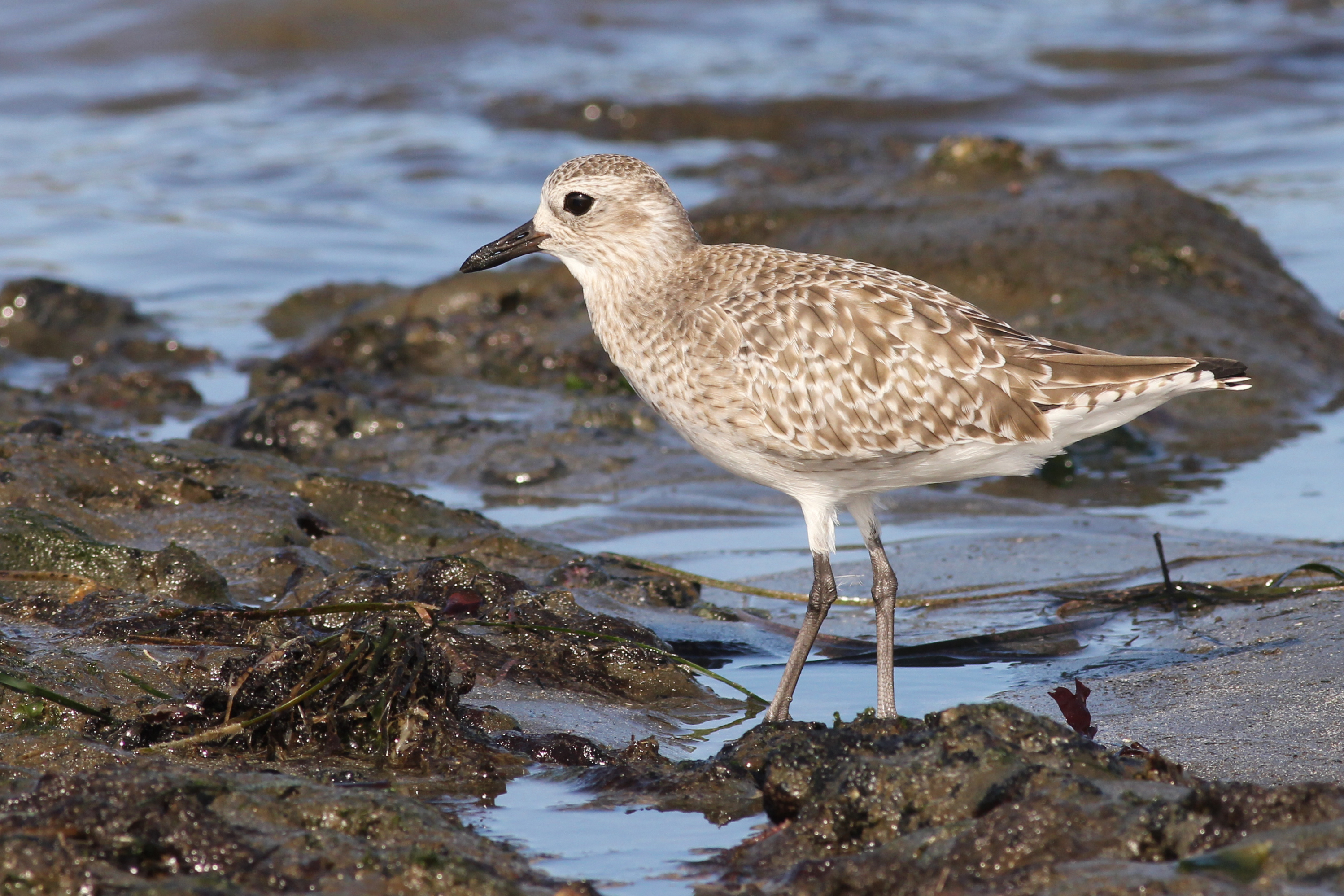 grey plover