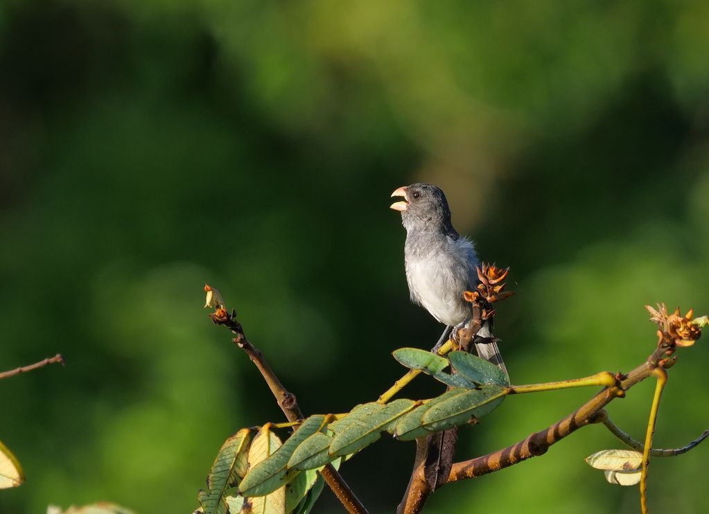 Grey Seedeater