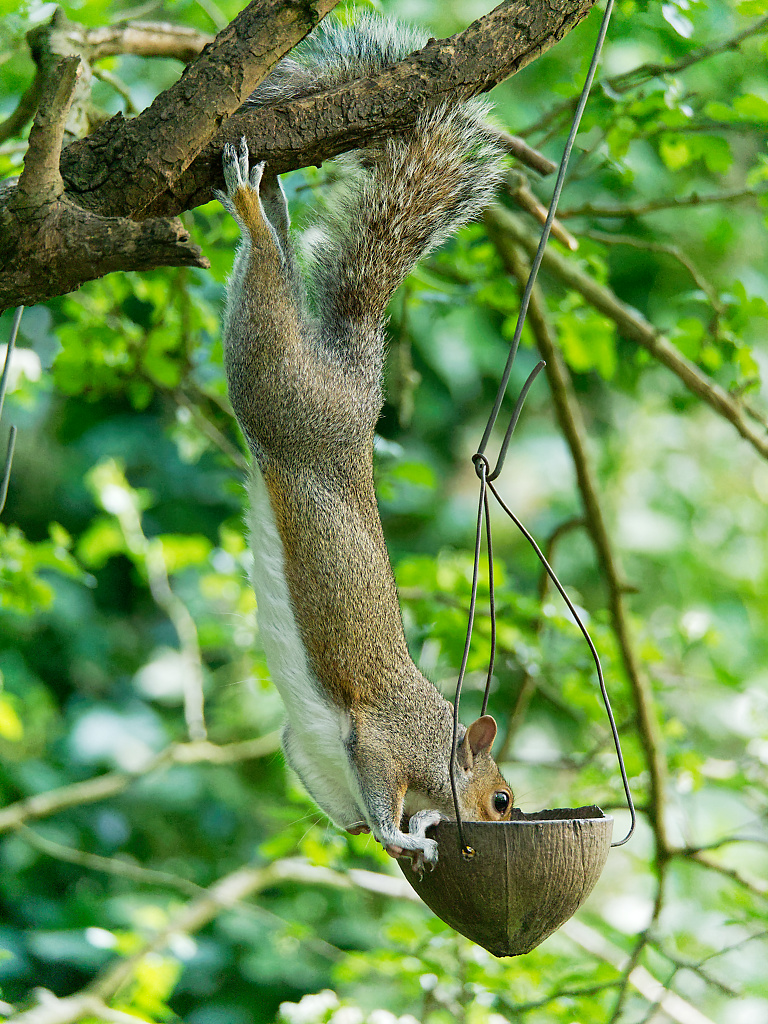 Grey Squirrel acrobatics II
