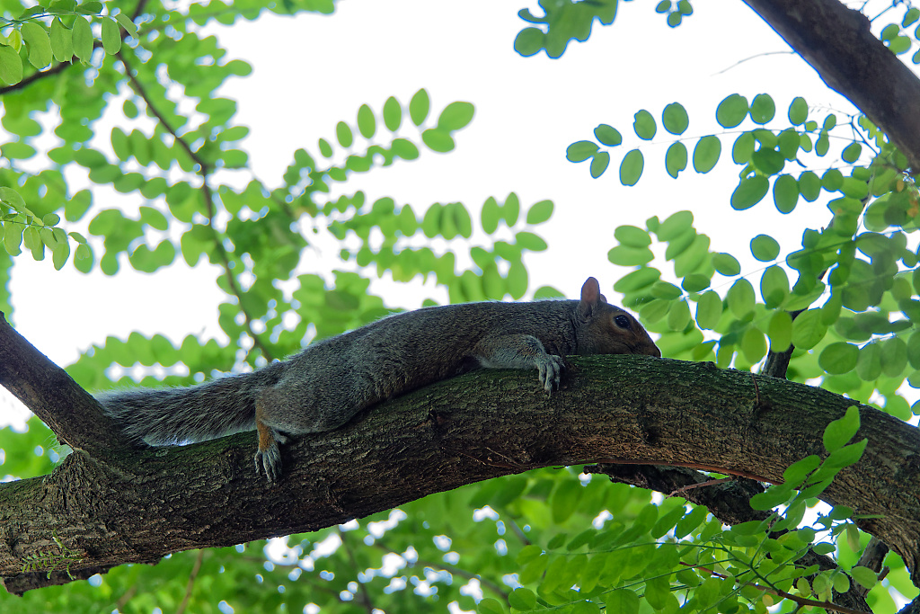 Grey Squirrel on a branch