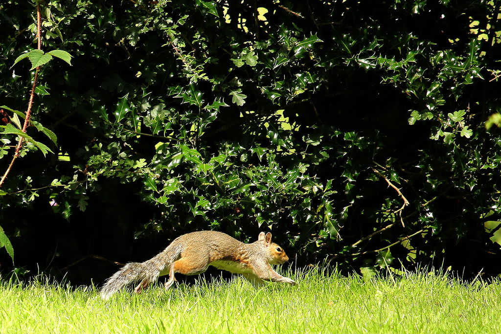 grey-squirrel sciurus carolinensis...