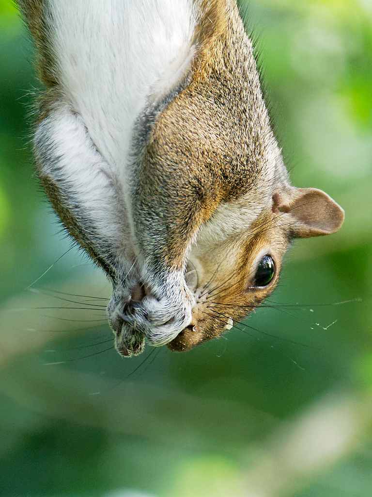 Grey Squirrel upside down