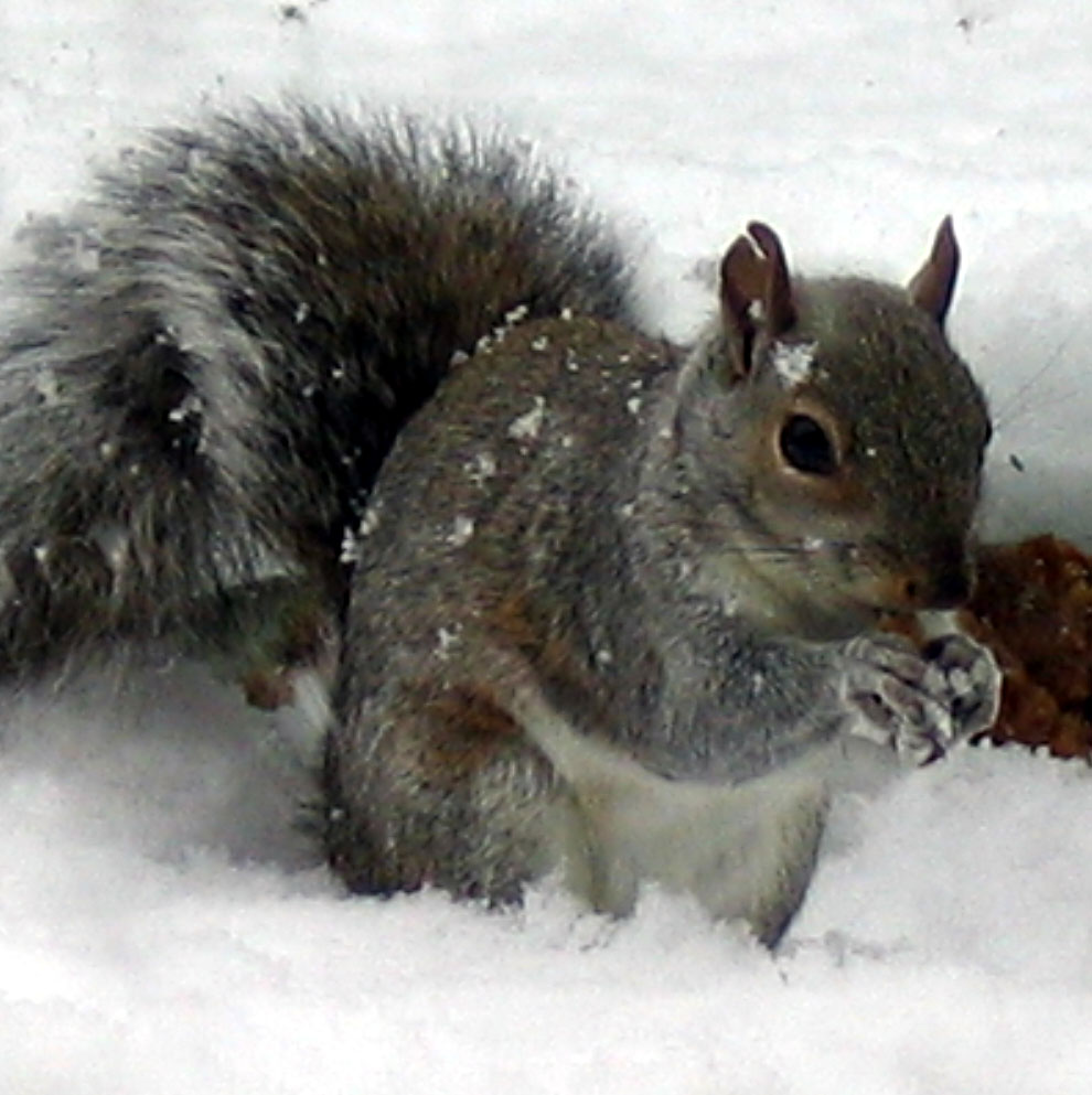 GREY SQUIRREL