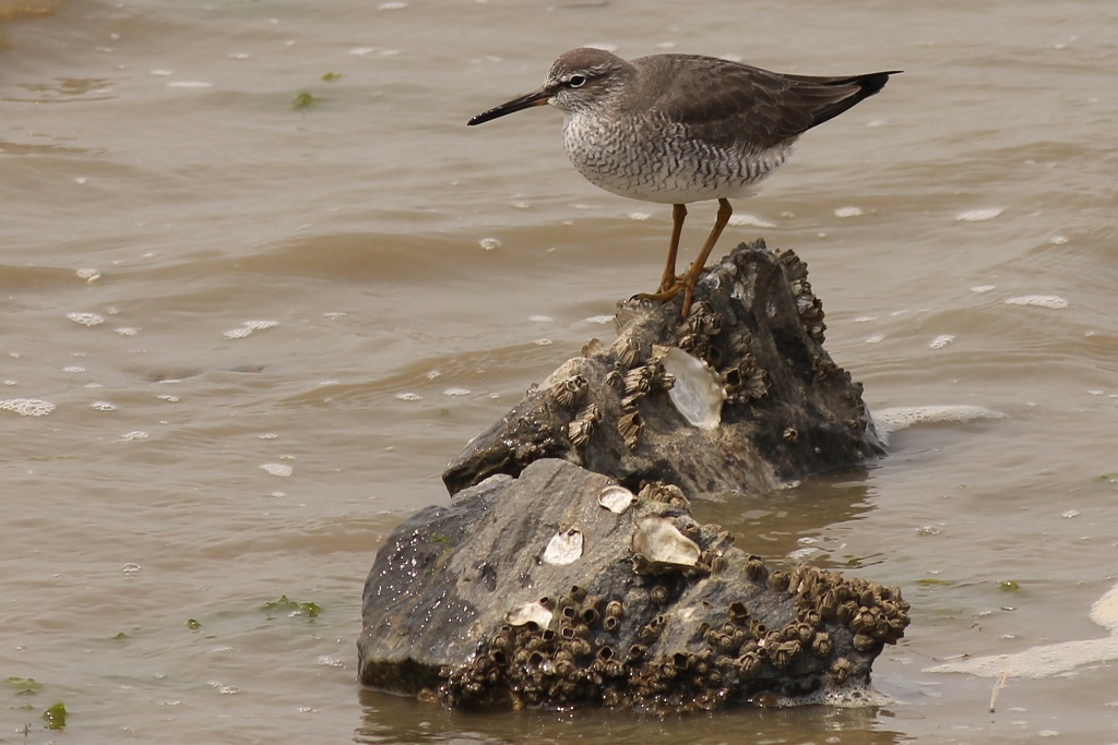 grey-tailed tattler