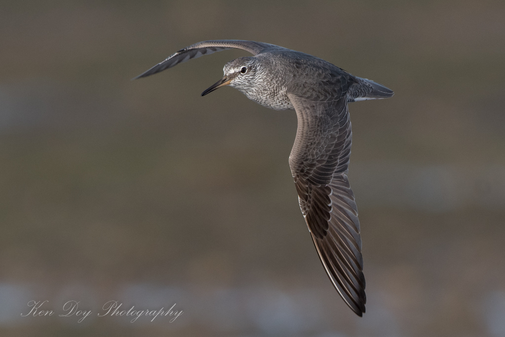 Grey-tailed Tattler