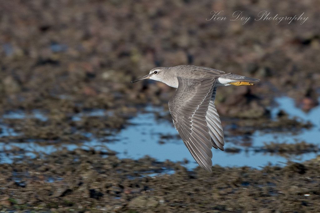 Grey-tailed Tattler