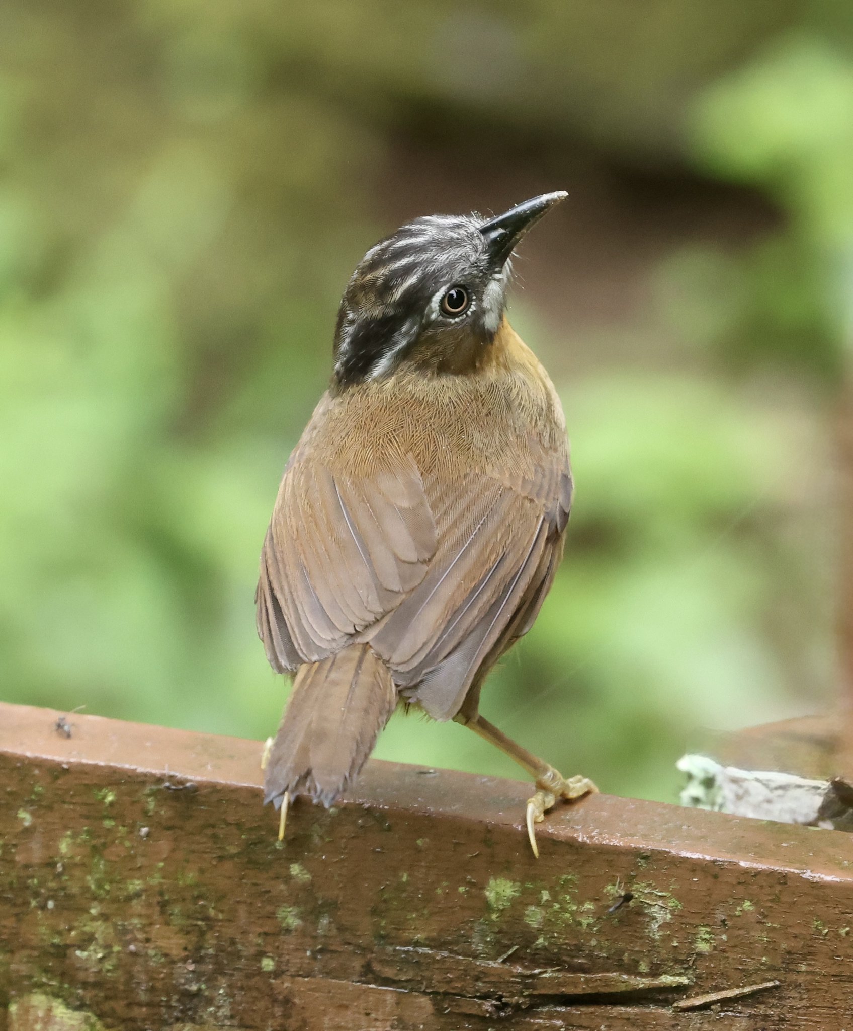 Grey-throated Babbler