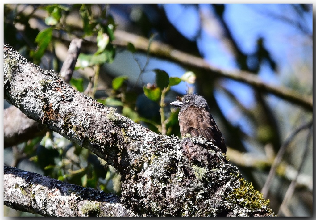 Grey-throated Barbet