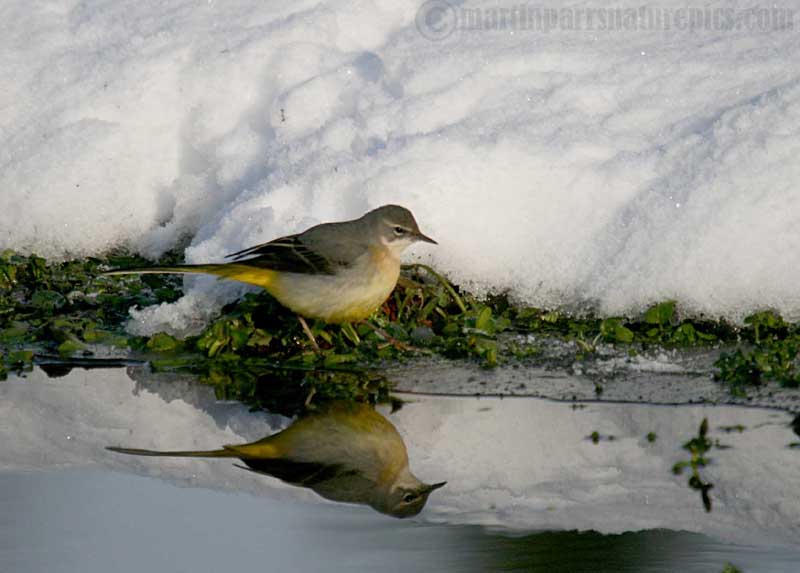 Grey Wagtail in the snow