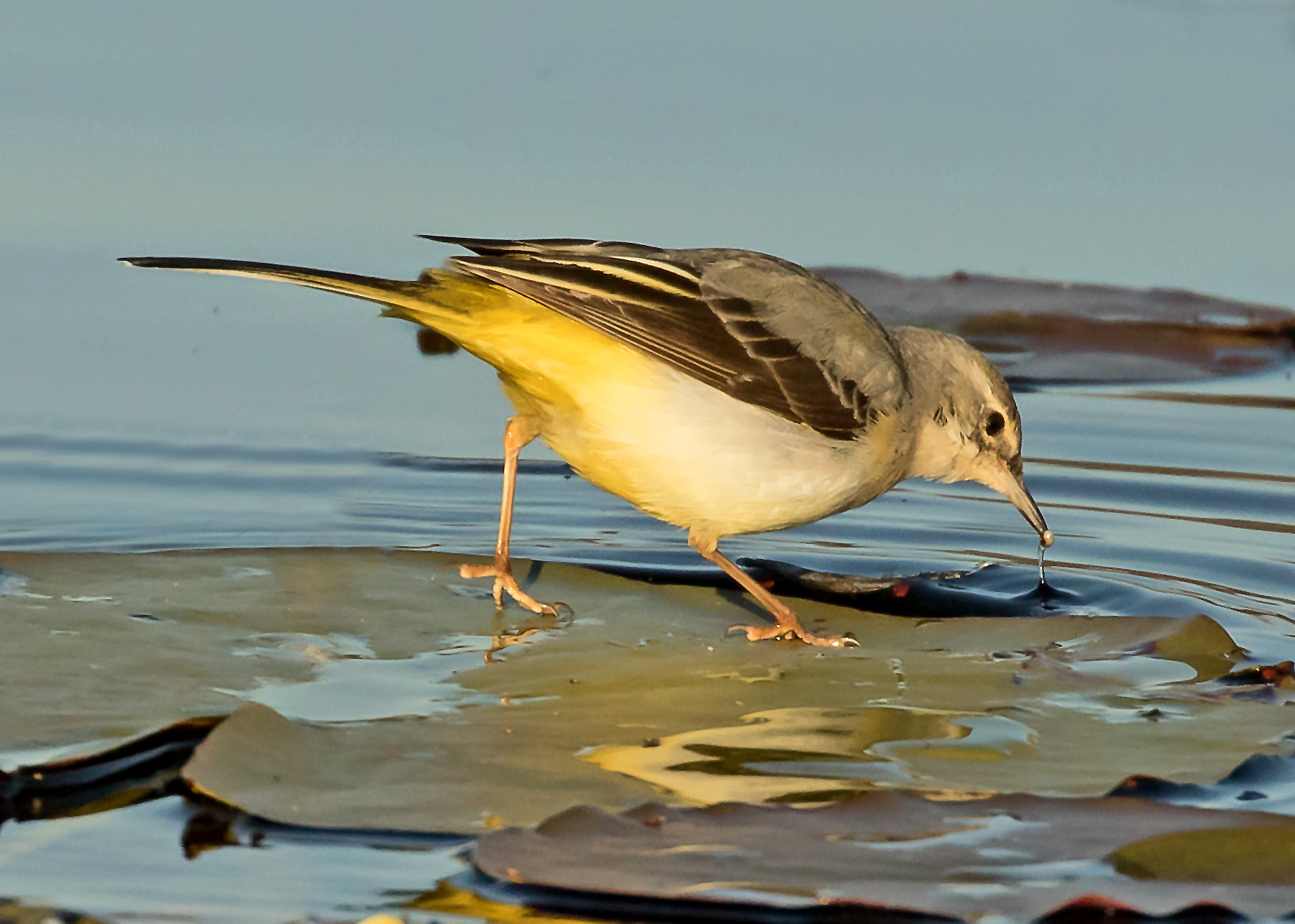 Grey Wagtail.jpg