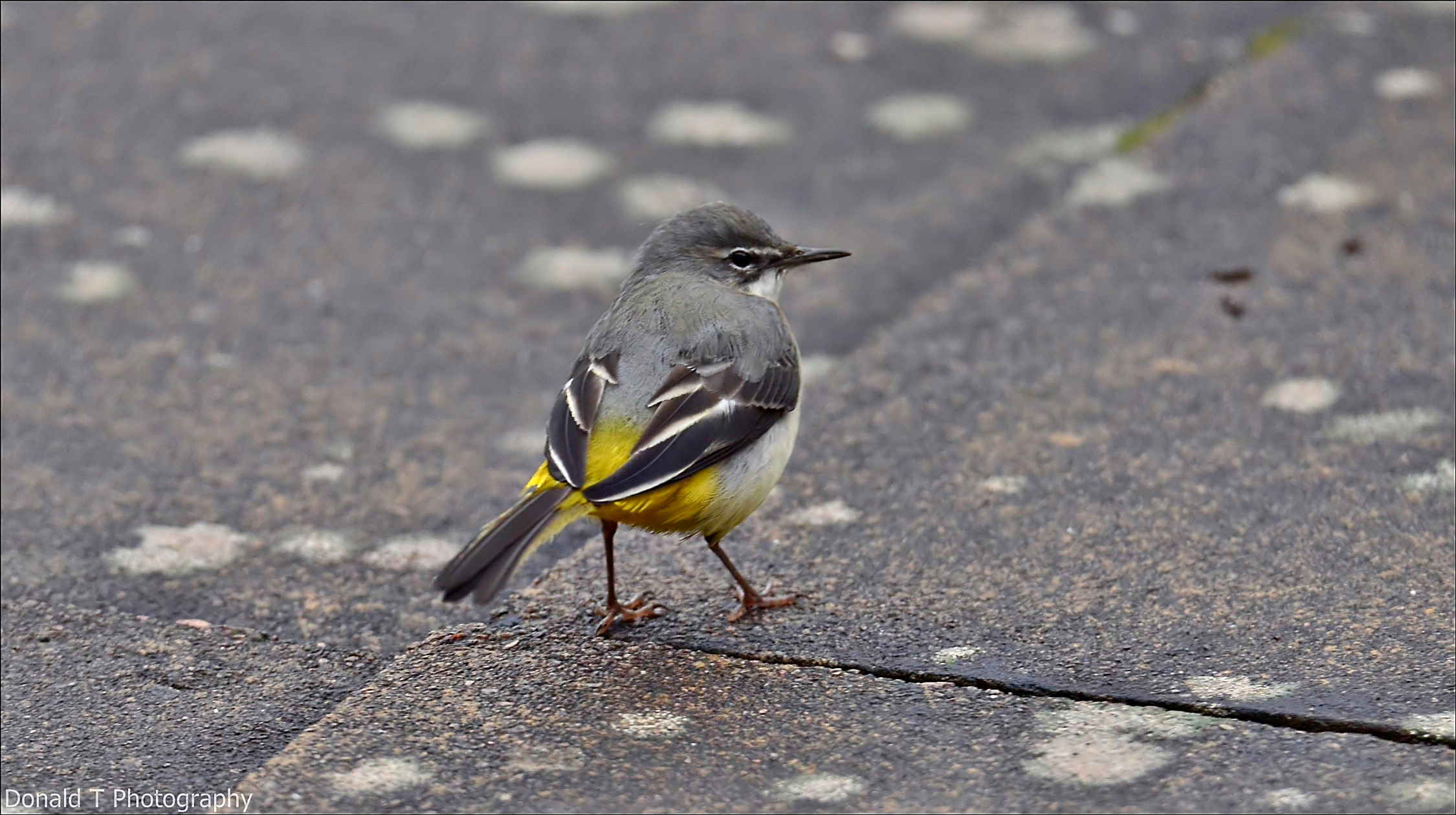 grey wagtail