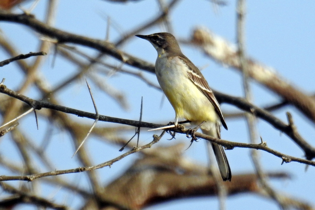 Grey Wagtail